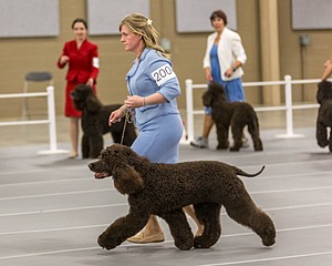 200 - GCH CH Poole’s Ide By Design (Skeeter)
