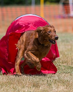 20150613-CCKC-0124.jpg