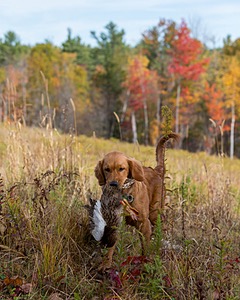 Marsha Wilcox's Pete