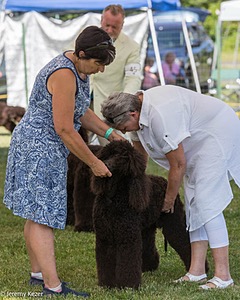 43 - GCH CH Chantico's Shelter From The Storm CD RA MX AXJ MXP2 MJP2 MJPB XF DS (Reef)