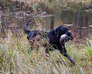 Ranger Schuko
