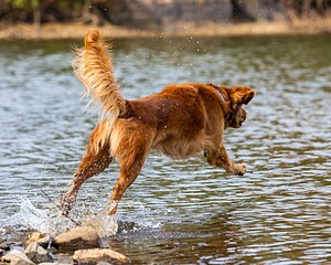 Finley