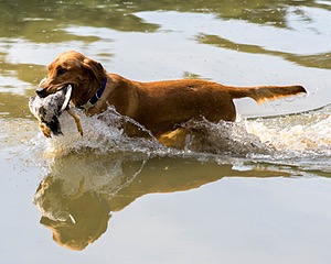 Chase