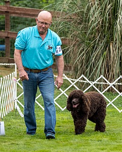 2802 - CH BLACKTHORN'S LASS THAT LOVES A SAILOR IN WICKLOW CD BN RM CGC (Calypso)