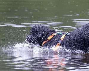 Rio Abbruzzese