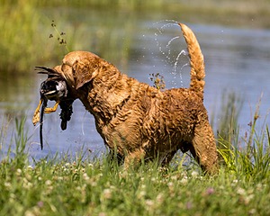 Odie