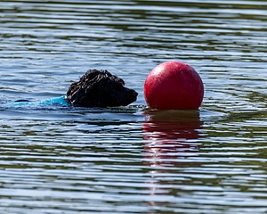 Boaty Bellicose