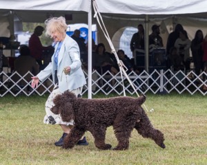 07 - GCH CH CASTLEHILL'S RAMBLIN' RAFAEL O'CRISPIN BN (Rafi)