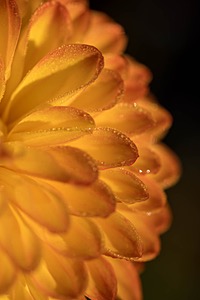 Dahlia