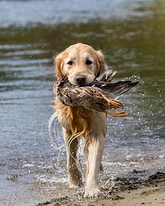 Ghillie Deresienska