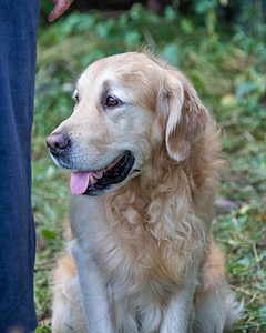 Ghillie Deresienska