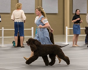 200 - GCH CH Poole’s Ide By Design