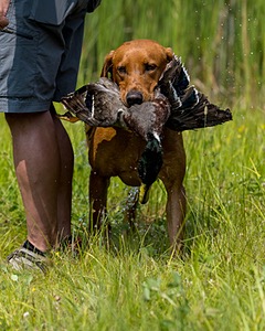 Beckett Famiano
