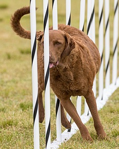 Tillie Cross