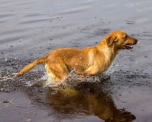 Gauge Kilby