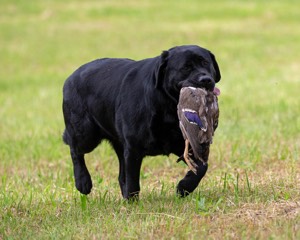Hugo
