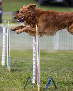 Acro Buzanoski