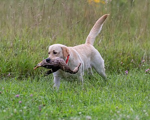 KODA Hess