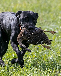 Brutus Culbertson