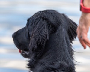 Ziva Millikin