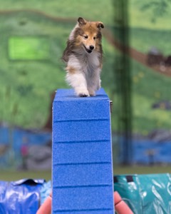 Kal-El Gagnon