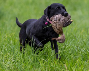 20170603-SHRL-1198.jpg