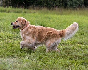 Alistair