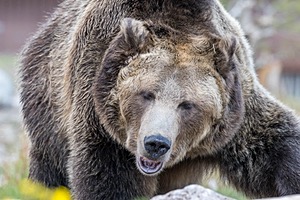 Grizzly & Wolf Discovery Center, West Yellowstone
