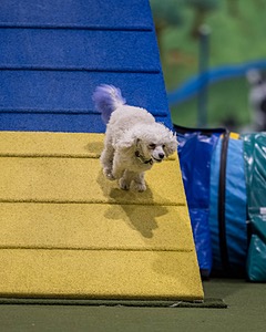 Bolt Kearney