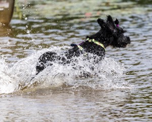 Dottie Notestine