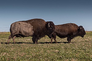 Bison, Badlands National Park, South Dakota