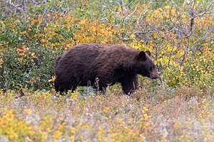 Glacier National Park