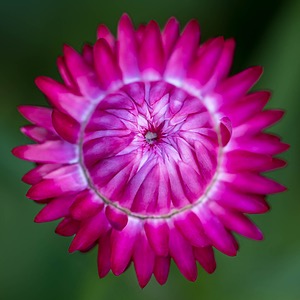 Strawflowers, Massachusetts