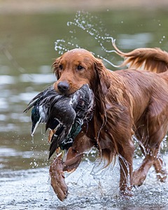 Tracker
