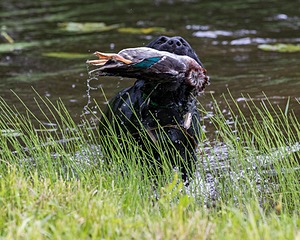 20170603-SHRW-1465.jpg