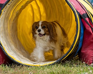 20190616-CCKC-1159.jpg