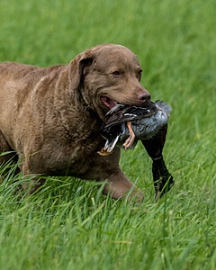 Hunter Law