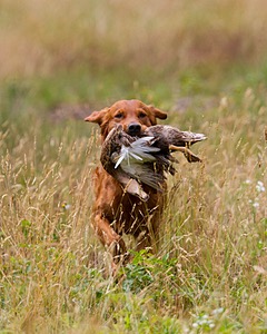20130713-SHL-1069.jpg