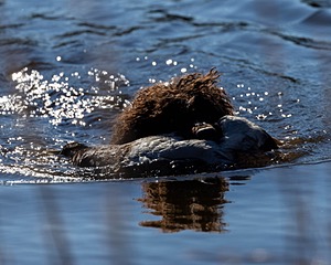 Ghillie Kezer