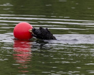 Boaty Bellicose
