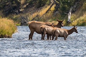 Yellowstone National Park