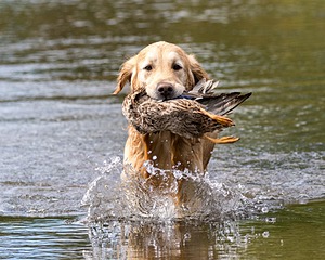 Ghillie Deresienska