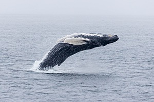Northern Right Whales, Gloucester, Massachusetts