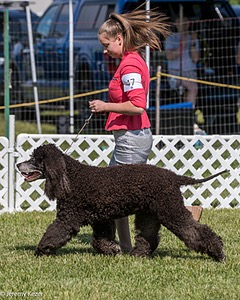 47 - GCH CH Poole's Ide Reversal Of Fortune