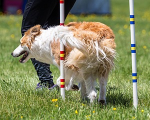 20170520-NEAT-1489.jpg