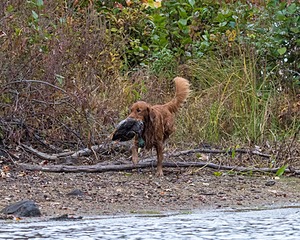 Tracker