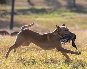 Drake Latta