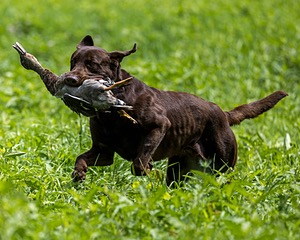 Moose Molle