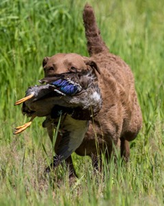 20170604-SEAL-1120.jpg