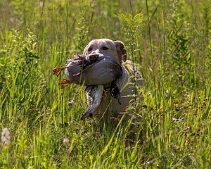 20170716-WCL-0010.jpg